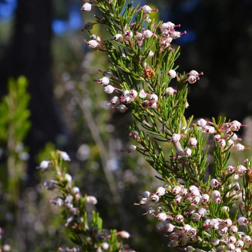 Foret_janas-(18)_m_W2 fleurs de bruyère en Provence, forêt de Janas